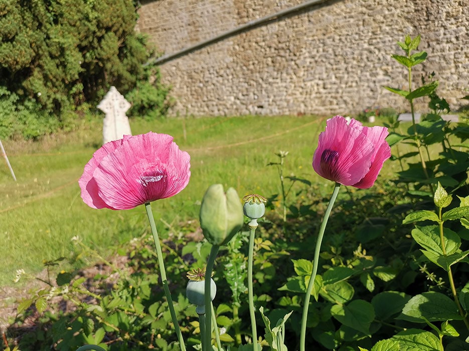Appleton churchyard tulips