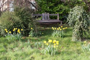 Bench and daffodils