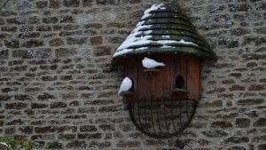 Birds outside house Appleton