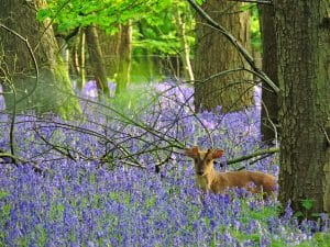 Bluebells in woods with a deer