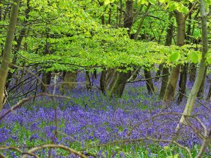 Bluebells in woods