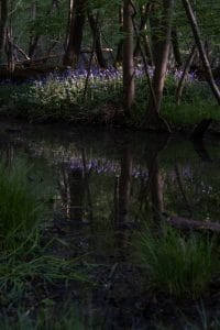 Reflection of bluebells in the woods in Appleton
