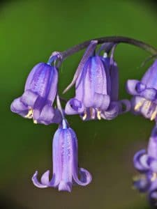 Closeup of bluebells