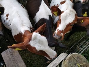 Close up image of cows Appleton