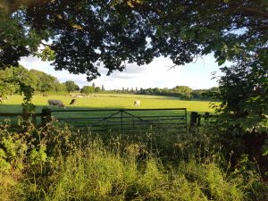 Cows in field Appleton