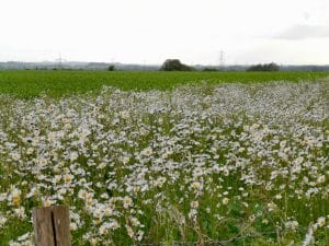 Daisies in a field