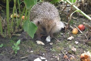 Hedgehog in garden in Town Furlong Appleton