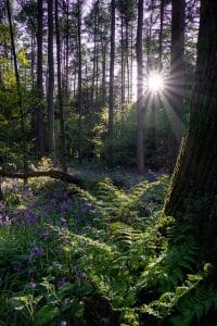 Rays of sun through the trees with bluebells in the woods
