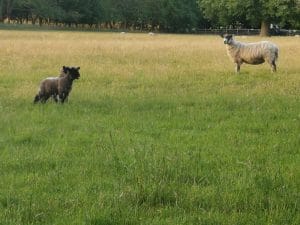 Appleton field with sheep