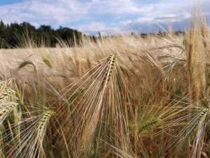 Wheat in a field