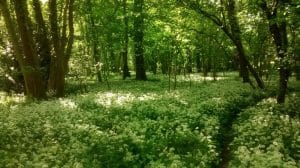 Wild garlic in woods