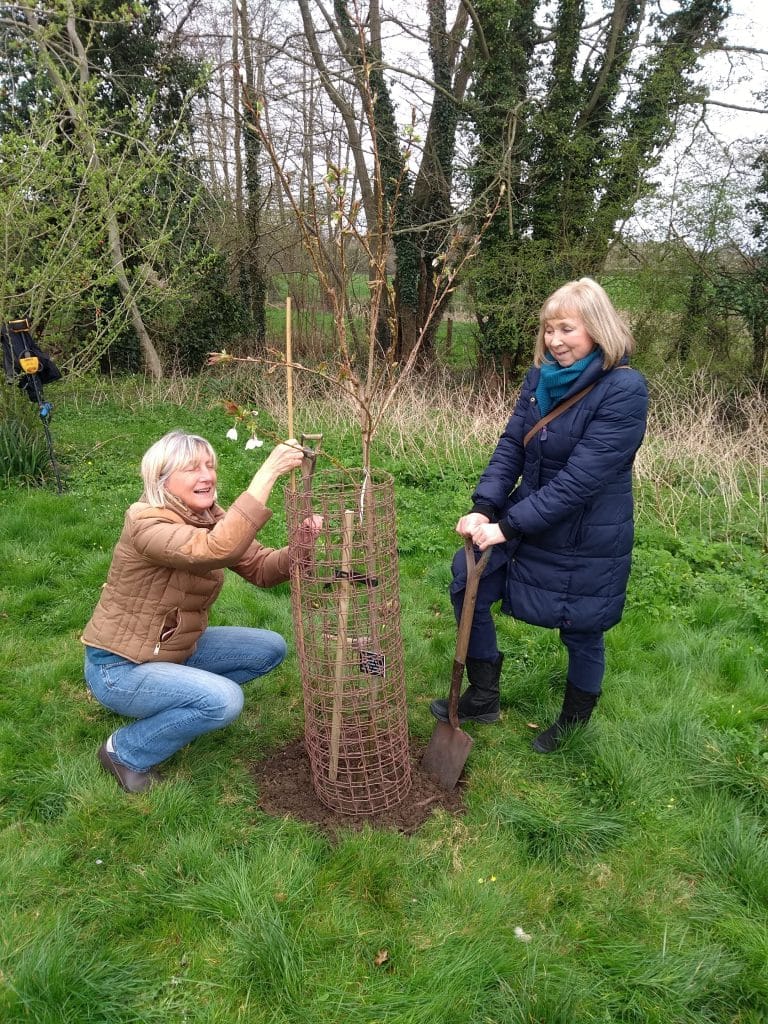 Volunteers planting flowering cherry tree at Fettiplace