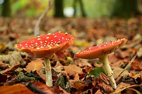 Fungi in Besselsleigh Wood