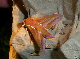 Moth in Besselsleigh Wood