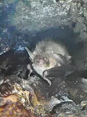 Bat in Besselsleigh Wood