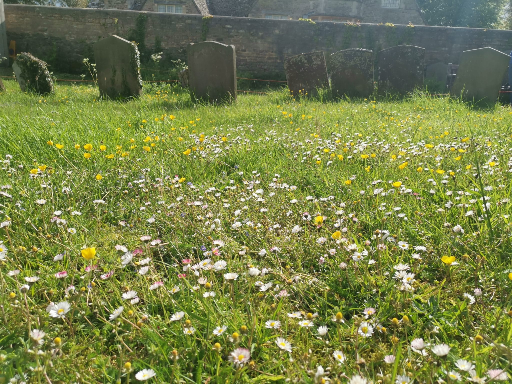 Learn to Identify Wildflowers and Plants Appleton With Eaton