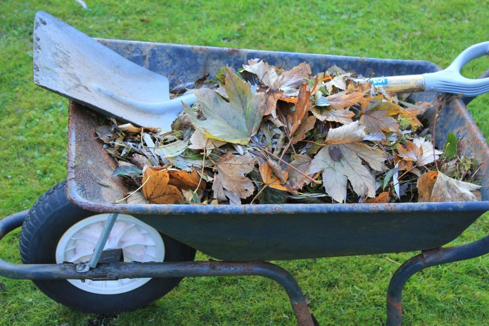 Wheelbarrow with leaves