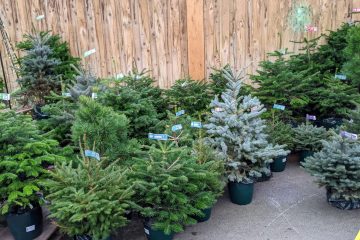 Christmas trees in pots