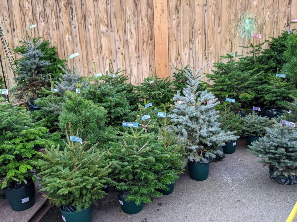 Christmas trees in pots